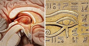 pineal gland03 6 - مـسکن وفـــــــا