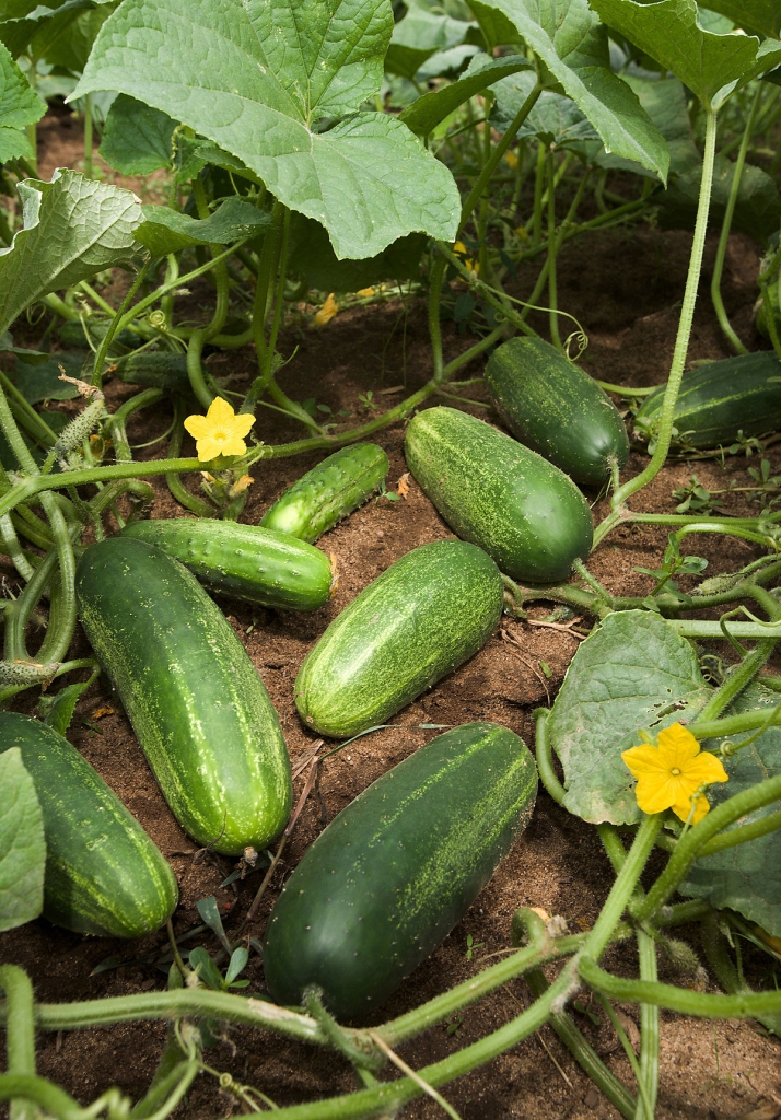 1200px ARS cucumber - مـسکن وفـــــــا